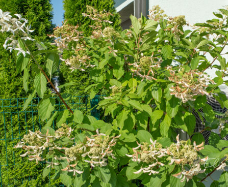 Hydrangea paniculata `Great Star` aed-hortensia (2)