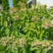 Hydrangea paniculata `Great Star` aed-hortensia (2)