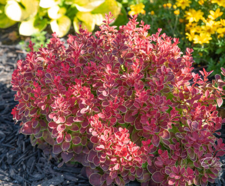 Berberis thunbergii `Admiration` thunbergi kukerpuu