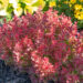 Berberis thunbergii `Admiration` thunbergi kukerpuu