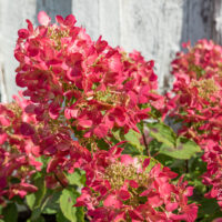 Hydrangea paniculata `Diamant Rouge` aed-hortensia (1)