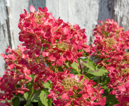 Hydrangea paniculata `Diamant Rouge` aed-hortensia (1)