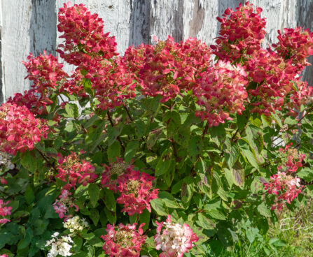 Hydrangea paniculata `Diamant Rouge` aed-hortensia (2)