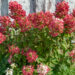Hydrangea paniculata `Diamant Rouge` aed-hortensia (2)