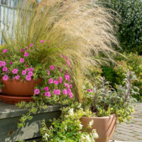 Stipa tenuissima `Pony Tails` jõhv-stepirohi