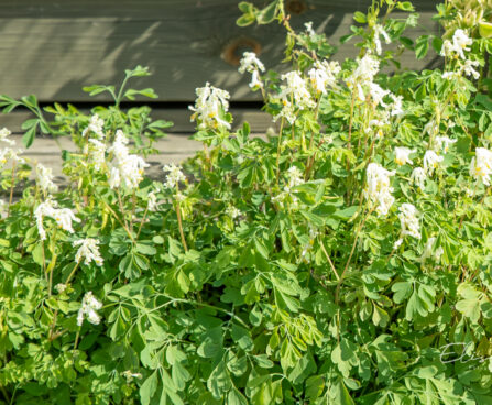 Pseudofumaria alba valkjas kuldkannus (1)