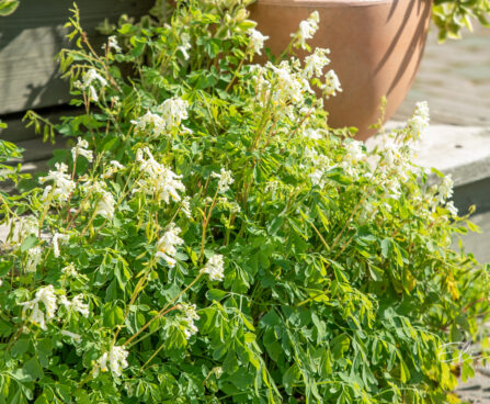 Pseudofumaria alba valkjas kuldkannus (2)