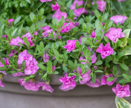Calibrachoa `Twist Double Pink` puispetuunia (2)
