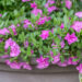 Calibrachoa `Twist Double Pink` puispetuunia (2)
