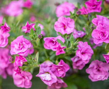Calibrachoa `Twist Double Pink` puispetuunia