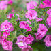 Calibrachoa `Twist Double Pink` puispetuunia