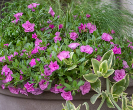 Calibrachoa `Twist Double Pink` puispetuunia (1)