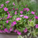 Calibrachoa `Twist Double Pink` puispetuunia (1)