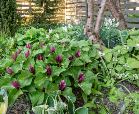 Trillium sessile raotu kolmiklill