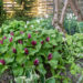 Trillium sessile raotu kolmiklill