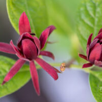 Calycanthus floridus vürtspõõsas (2)
