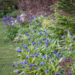 Centaurea montana mägijumikas