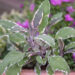 Salvia officinalis `Tricolor` aedsalvei