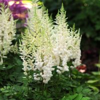 1376_9368_Astilbe_Diamonds_and_Pearls-1-D.jpg