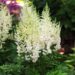 1376_9368_Astilbe_Diamonds_and_Pearls-1-D.jpg