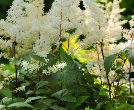 1376_9369_Astilbe_Diamonds_and_Pearls-2-D.JPG