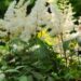 1376_9369_Astilbe_Diamonds_and_Pearls-2-D.JPG