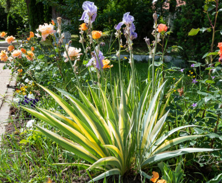 Iris pallida `Aureo Variegata` kahkjas iiris