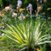 Iris pallida `Aureo Variegata` kahkjas iiris