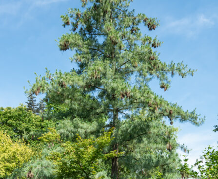 Pinus peuce rumeelia mänd (1)