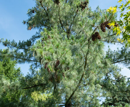 Pinus peuce rumeelia mänd (2)