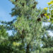 Pinus peuce rumeelia mänd (2)