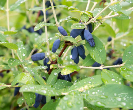 Lonicera kamtschatica `Honeybee` söödav kuslapuu