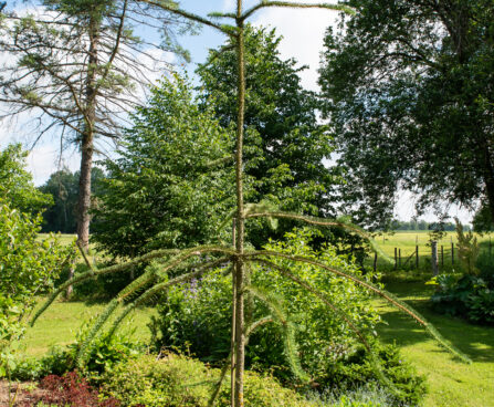 Picea abies `Virgata` harilik kuusk