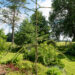 Picea abies `Virgata` harilik kuusk