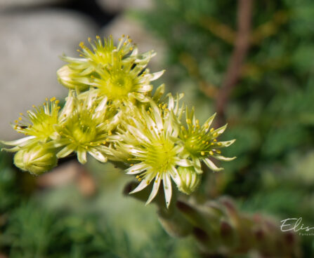 Sempervivum ciliosum var. borisii peeneripsmeline mägisibul(1)