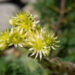 Sempervivum ciliosum var. borisii peeneripsmeline mägisibul(1)