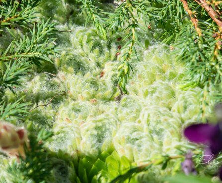 Sempervivum ciliosum var. borisii peeneripsmeline mägisibul(2)