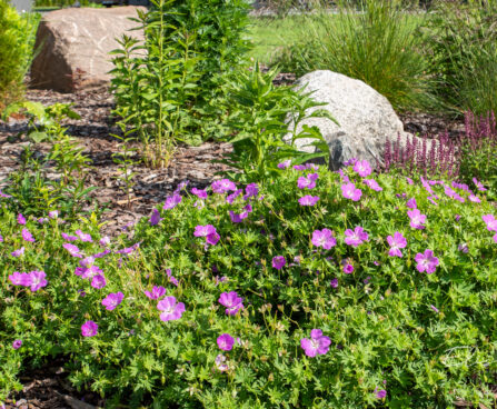 Geranium sanguineum `Compactum` kurereha