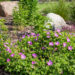 Geranium sanguineum `Compactum` kurereha