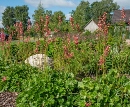 Heuchera sanguinea 'Leuchtkäfer' verev helmikpööris