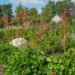 Heuchera sanguinea 'Leuchtkäfer' verev helmikpööris