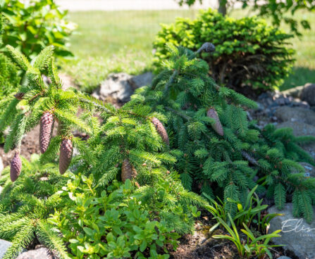 Picea abies `Acrocona Pusch` harilik kuusk