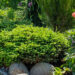 Picea abies `Little Gem` harilik kuusk