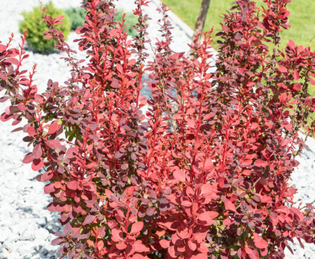 Berberis thunbergii `Rocket` thunbergi kukerpuu