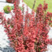 Berberis thunbergii `Rocket` thunbergi kukerpuu