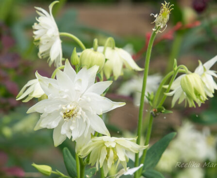 1382_8650_Aquilegia_hybride_Green_Apples_2.JPG