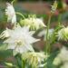 1382_8650_Aquilegia_hybride_Green_Apples_2.JPG