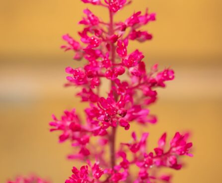 1386_10349_Astilbe_japonica_Red_Sentinel__jaapani_astilbe_2.jpg