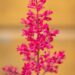 1386_10349_Astilbe_japonica_Red_Sentinel__jaapani_astilbe_2.jpg