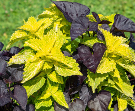 Ipomoea batatas, Coleus x blumei ilubataat, kirinõges (1)